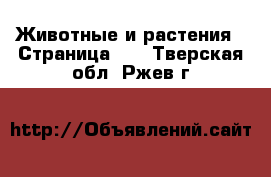  Животные и растения - Страница 10 . Тверская обл.,Ржев г.